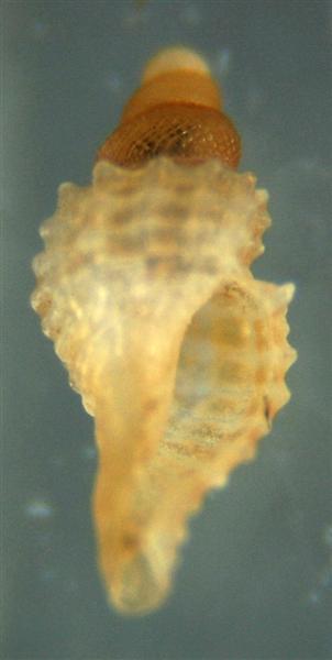 El Palo. detritro playa. Juvenil Raphitoma??